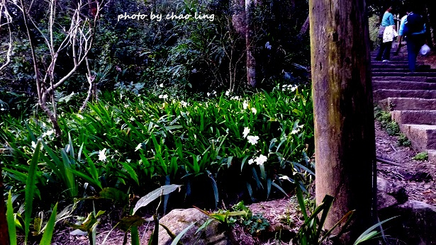 硬漢嶺追櫻-2.jpg - 2016春暖花開