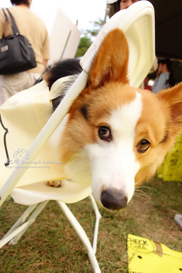 華山文創園區~香港週民俗文化:遊。華山文創香港周+現在一餐一口包子就飽了!+法式野餐電影院Vive La Vie!