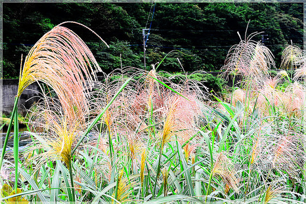 猴硐煤礦博物園區:【新北】瑞芳區。《猴硐煤礦博物園區》第三站:復興橋、柴油機車庫、舊本坑吊橋遺跡、猴硐壺穴地形