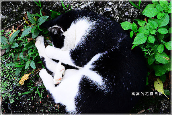 猴硐煤礦博物園區:【新北】瑞芳區。《猴硐煤礦博物園區》第三站:復興橋、柴油機車庫、舊本坑吊橋遺跡、猴硐壺穴地形