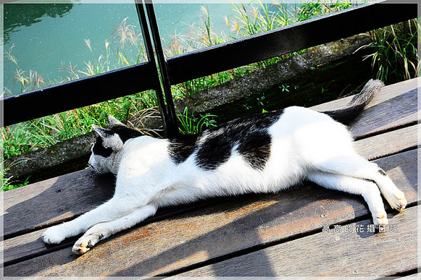 猴硐煤礦博物園區:【新北】瑞芳區。《猴硐煤礦博物園區》第二站:運煤橋、整煤廠、猴硐坑(瑞三礦業事務所)、美援厝、復興坑