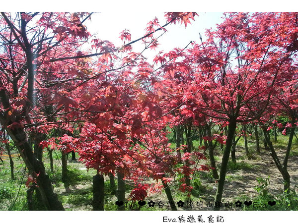 陽明山平等里:【遊記】oO。台北 陽明山 楓紅槭樹 漂亮的三月楓紅,真的第一次看到,不輸真正的楓紅~。o○。