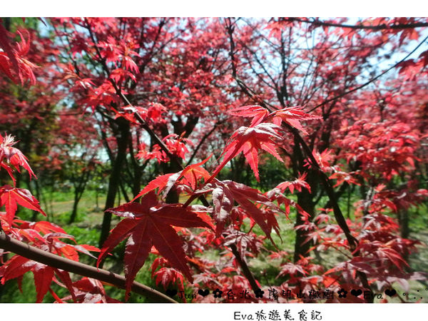 陽明山平等里:【遊記】oO。台北 陽明山 楓紅槭樹 漂亮的三月楓紅,真的第一次看到,不輸真正的楓紅~。o○。