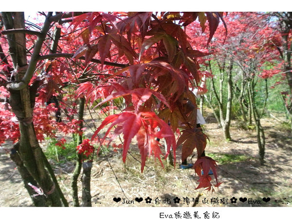 陽明山平等里:【遊記】oO。台北 陽明山 楓紅槭樹 漂亮的三月楓紅,真的第一次看到,不輸真正的楓紅~。o○。