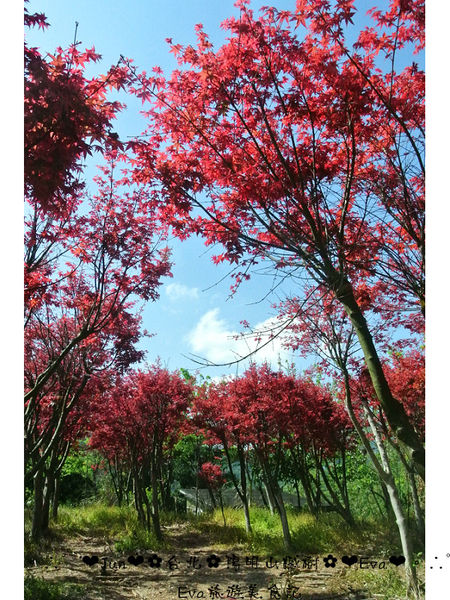 陽明山平等里:【遊記】oO。台北 陽明山 楓紅槭樹 漂亮的三月楓紅,真的第一次看到,不輸真正的楓紅~。o○。
