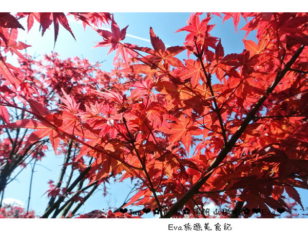 陽明山平等里:【遊記】oO。台北 陽明山 楓紅槭樹 漂亮的三月楓紅,真的第一次看到,不輸真正的楓紅~。o○。