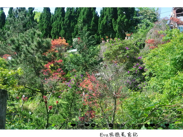 陽明山平等里:【遊記】oO。台北 陽明山 楓紅槭樹 漂亮的三月楓紅,真的第一次看到,不輸真正的楓紅~。o○。
