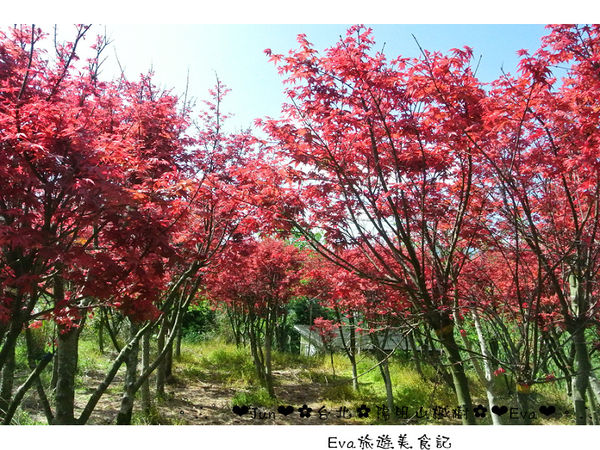 陽明山平等里:【遊記】oO。台北 陽明山 楓紅槭樹 漂亮的三月楓紅,真的第一次看到,不輸真正的楓紅~。o○。