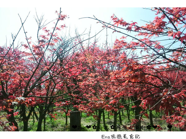 陽明山平等里:【遊記】oO。台北 陽明山 楓紅槭樹 漂亮的三月楓紅,真的第一次看到,不輸真正的楓紅~。o○。