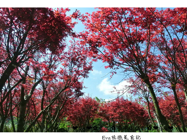 陽明山平等里:【遊記】oO。台北 陽明山 楓紅槭樹 漂亮的三月楓紅,真的第一次看到,不輸真正的楓紅~。o○。