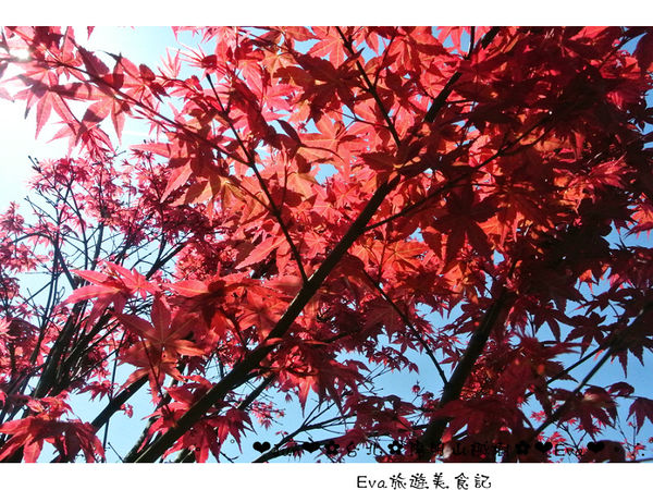 陽明山平等里:【遊記】oO。台北 陽明山 楓紅槭樹 漂亮的三月楓紅,真的第一次看到,不輸真正的楓紅~。o○。