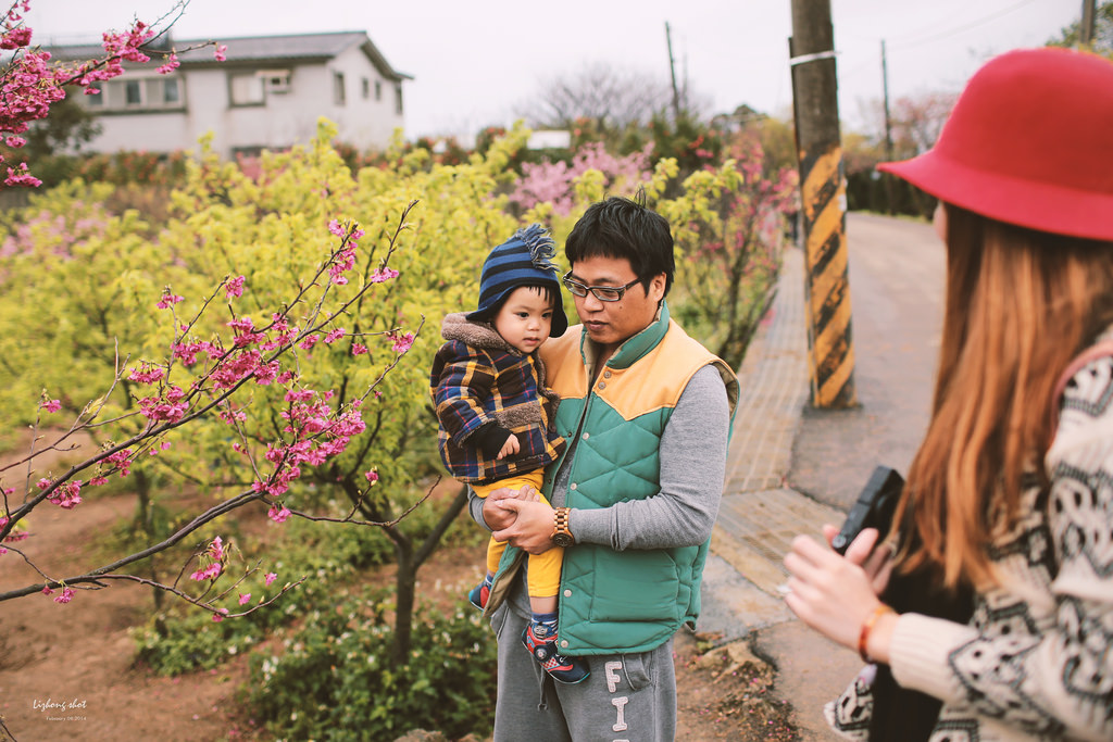 陽明山平菁街42巷的寒櫻