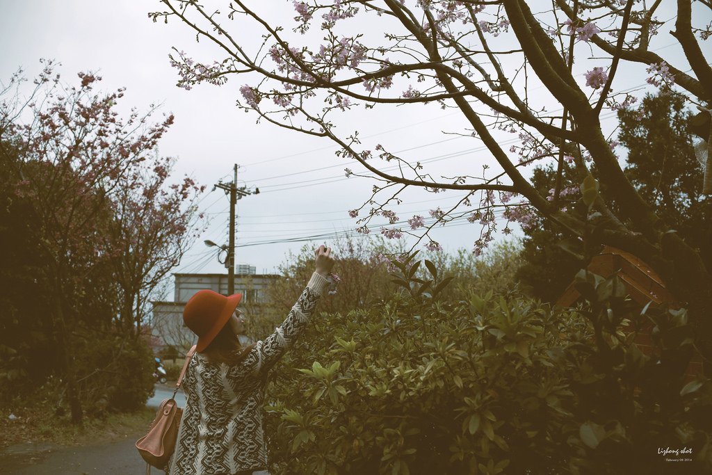 陽明山平菁街42巷的寒櫻