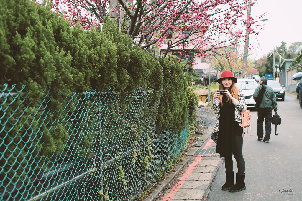 陽明山平菁街42巷的寒櫻