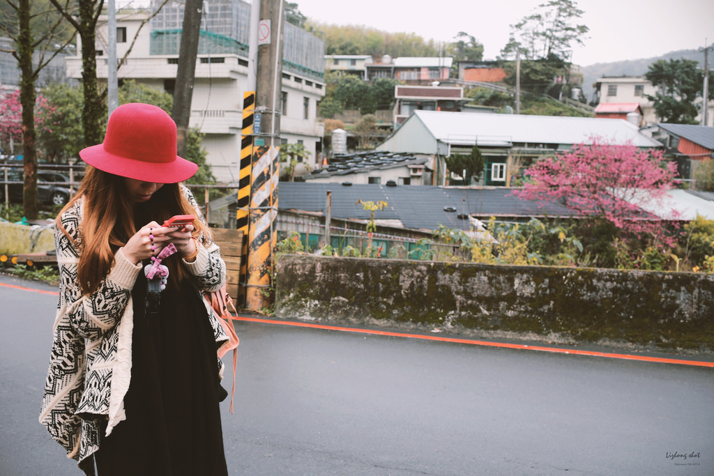 陽明山平菁街42巷的寒櫻