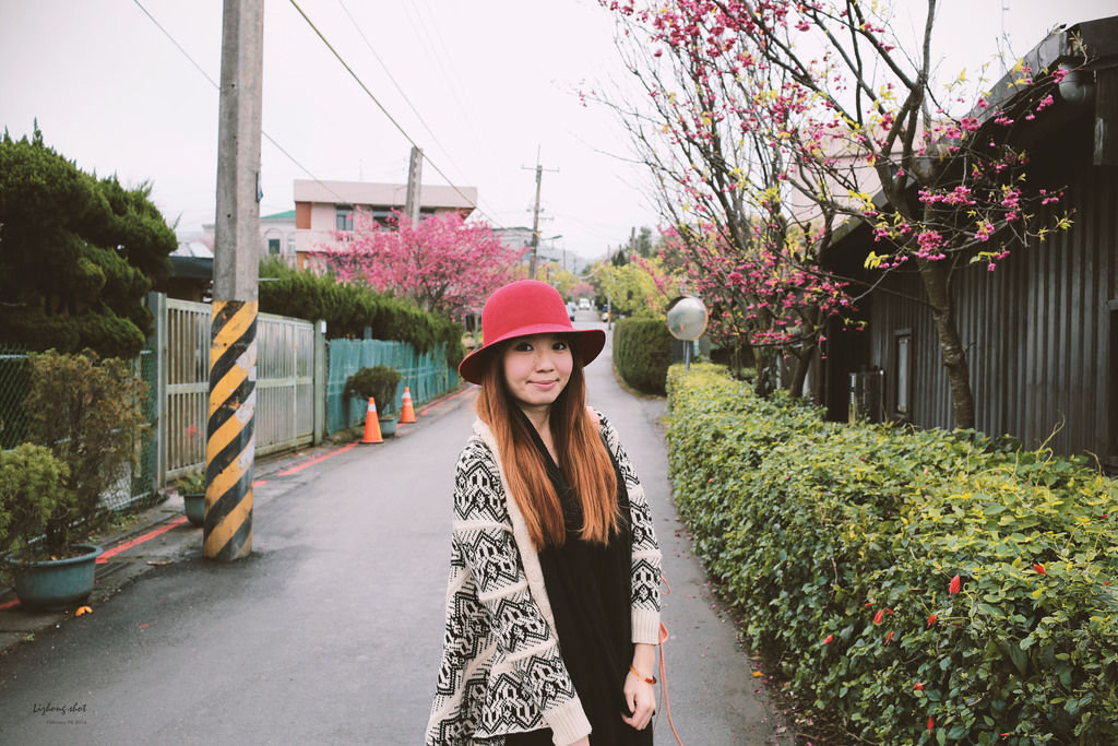 陽明山平菁街42巷的寒櫻