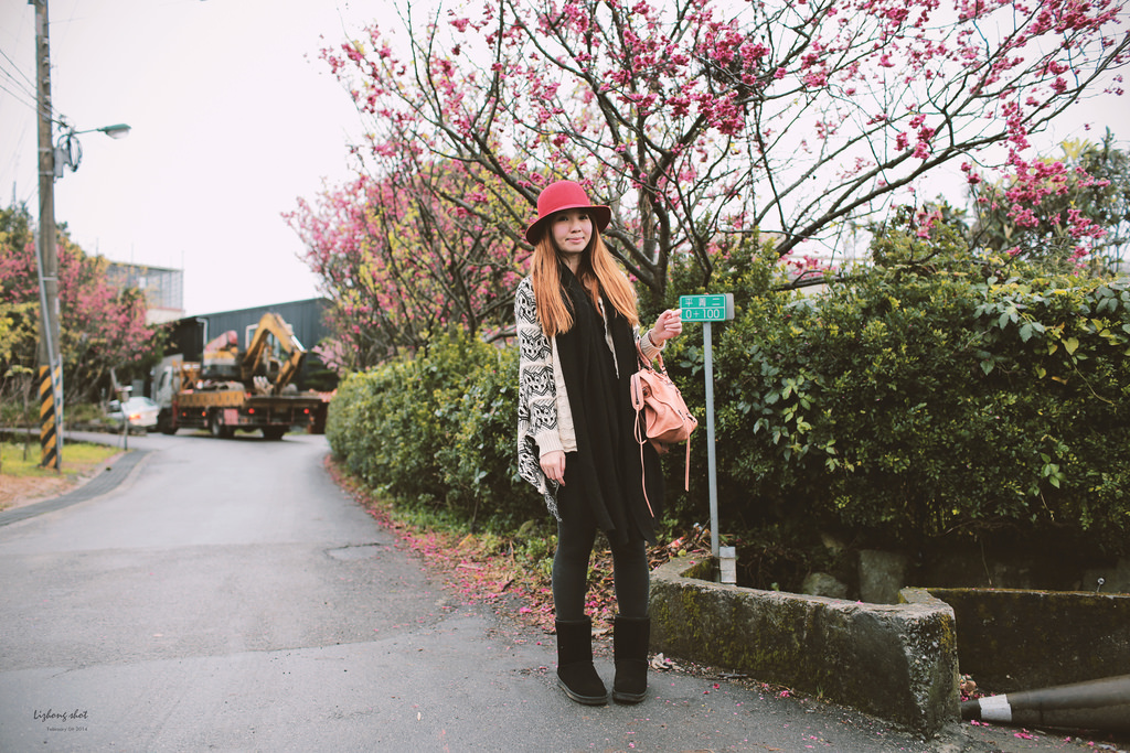 陽明山平菁街42巷的寒櫻