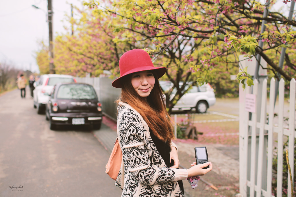 陽明山平菁街42巷的寒櫻