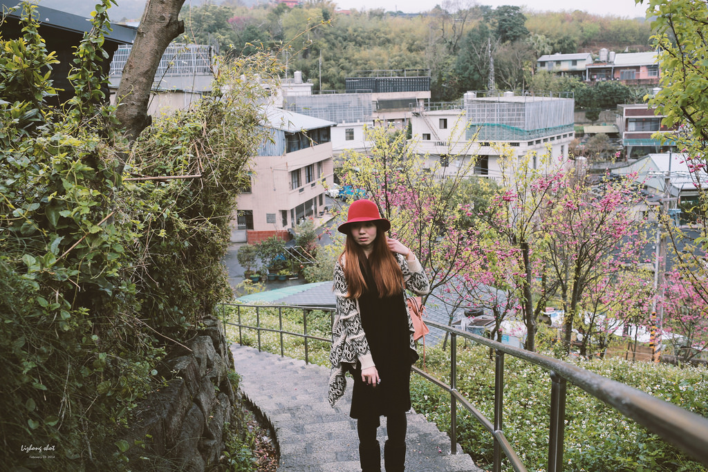 陽明山平菁街42巷的寒櫻