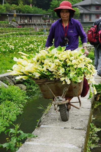陽明山竹子湖：✡*台北市-北投區/陽明山-竹子湖+小油坑