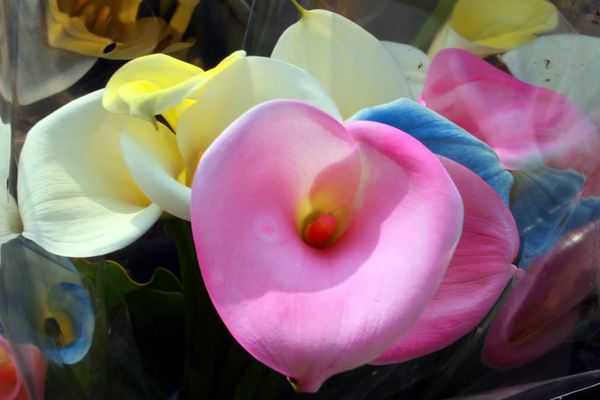 陽明山竹子湖：✡*台北市-北投區/陽明山-竹子湖+小油坑