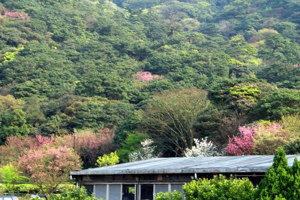 陽明山竹子湖：✡*台北市-北投區/陽明山-竹子湖+小油坑