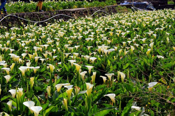 陽明山竹子湖：✡*台北市-北投區/陽明山-竹子湖+小油坑
