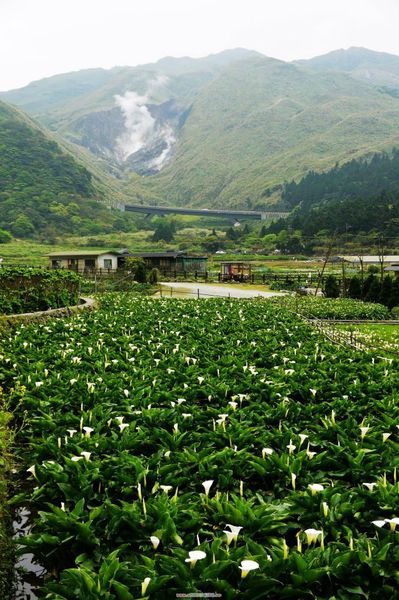 陽明山竹子湖：✡*台北市-北投區/陽明山-竹子湖+小油坑