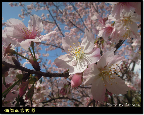 0225 1-吉野櫻05
