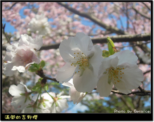 0225 1-吉野櫻07