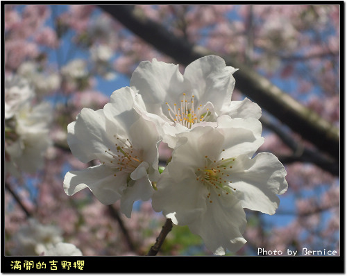 0225 1-吉野櫻09