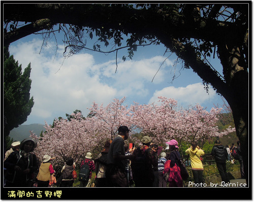 0225 1-吉野櫻15