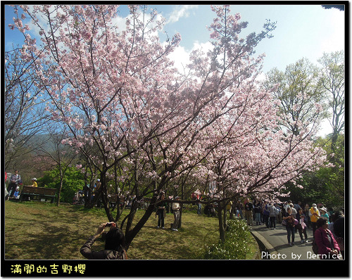 0225 1-吉野櫻13