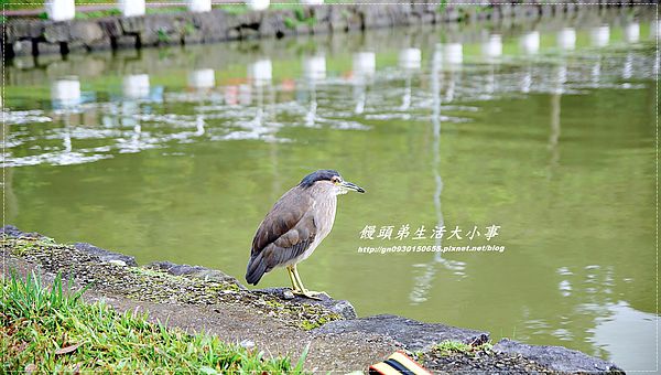 象園咖啡 elephant garden:【食記/台北市】景觀餐廳~來與小象約會吧♪♪象園咖啡♪♪