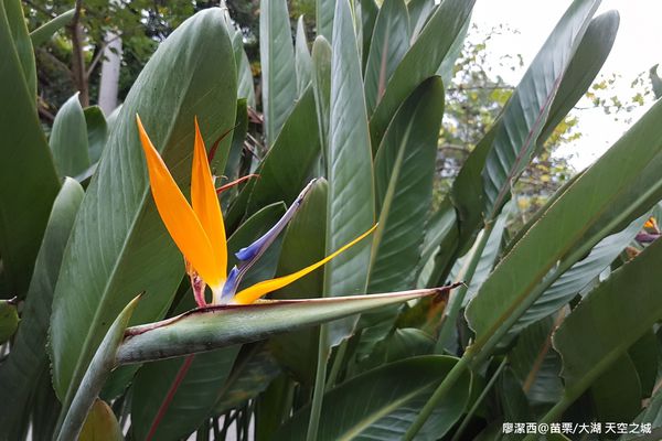 【苗栗/大湖】天空之城