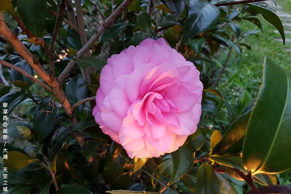 【苗栗/大湖】天空之城