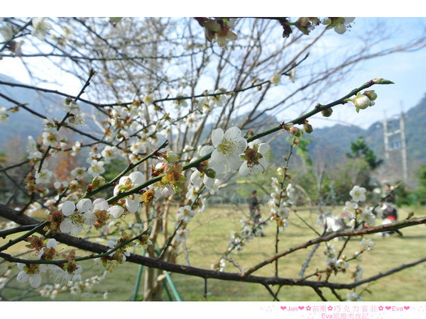 巧克力雲莊：【食、遊記】oO。。苗栗　巧克力雲莊　想了一世紀才又吃到的移山倒海草冰，簡直是把整座的草莓園搬來眼前，快來看看有多澎湃～o○。