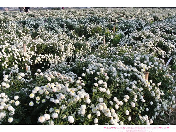 2013苗栗銅鑼杭菊季：【遊記】oO。苗栗　2013苗栗銅鑼杭菊芋頭節　平地的１１月雪，趕快趁採收前來欣賞這美麗的景象吧～。o○。