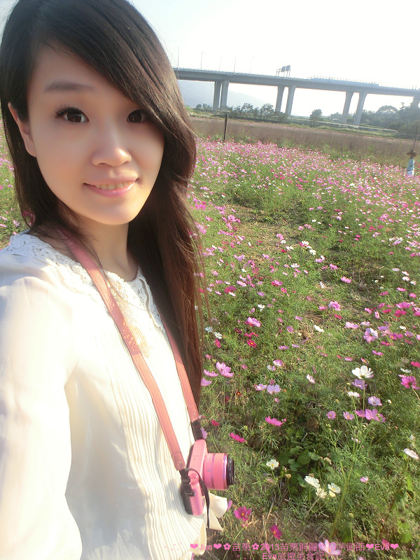 2013苗栗銅鑼杭菊季：【遊記】oO。苗栗　2013苗栗銅鑼杭菊芋頭節　平地的１１月雪，趕快趁採收前來欣賞這美麗的景象吧～。o○。