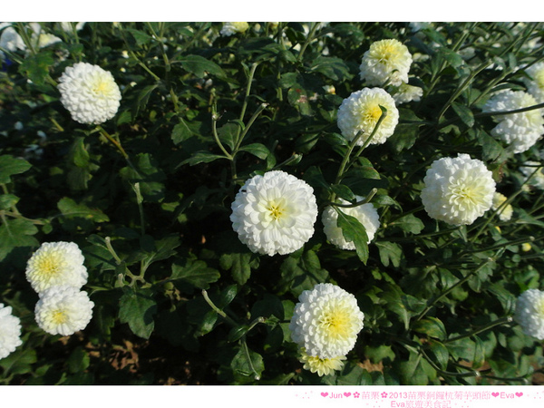 2013苗栗銅鑼杭菊季：【遊記】oO。苗栗　2013苗栗銅鑼杭菊芋頭節　平地的１１月雪，趕快趁採收前來欣賞這美麗的景象吧～。o○。