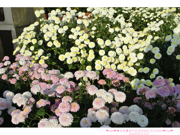 2013苗栗銅鑼杭菊季：【遊記】oO。苗栗　2013苗栗銅鑼杭菊芋頭節　平地的１１月雪，趕快趁採收前來欣賞這美麗的景象吧～。o○。