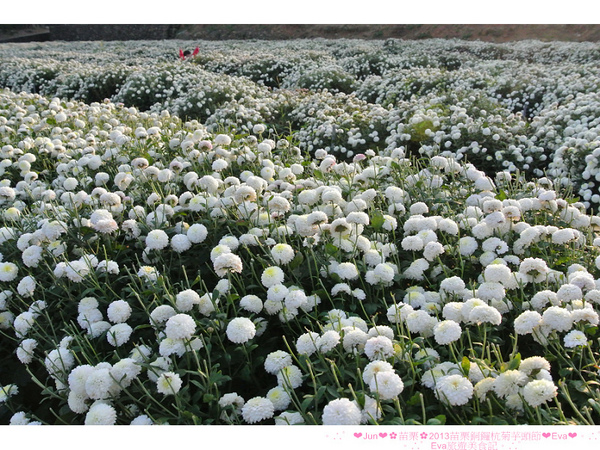 2013苗栗銅鑼杭菊季：【遊記】oO。苗栗　2013苗栗銅鑼杭菊芋頭節　平地的１１月雪，趕快趁採收前來欣賞這美麗的景象吧～。o○。