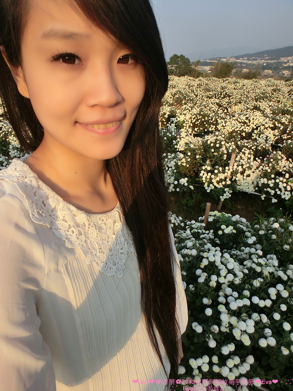 2013苗栗銅鑼杭菊季：【遊記】oO。苗栗　2013苗栗銅鑼杭菊芋頭節　平地的１１月雪，趕快趁採收前來欣賞這美麗的景象吧～。o○。