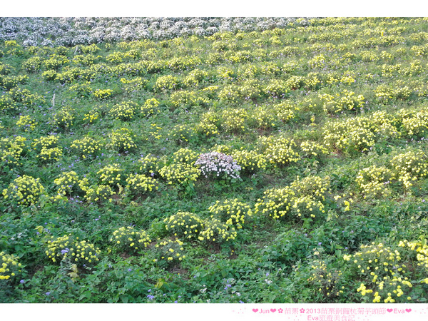2013苗栗銅鑼杭菊季：【遊記】oO。苗栗　2013苗栗銅鑼杭菊芋頭節　平地的１１月雪，趕快趁採收前來欣賞這美麗的景象吧～。o○。