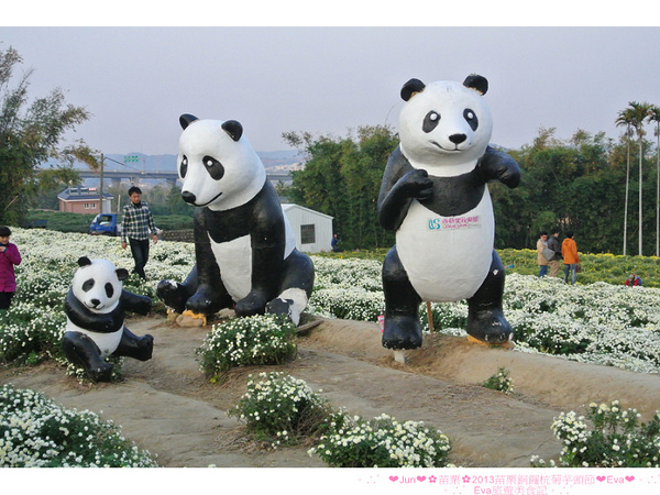 2013苗栗銅鑼杭菊季：【遊記】oO。苗栗　2013苗栗銅鑼杭菊芋頭節　平地的１１月雪，趕快趁採收前來欣賞這美麗的景象吧～。o○。