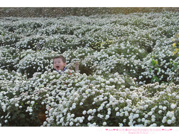 2013苗栗銅鑼杭菊季：【遊記】oO。苗栗　2013苗栗銅鑼杭菊芋頭節　平地的１１月雪，趕快趁採收前來欣賞這美麗的景象吧～。o○。