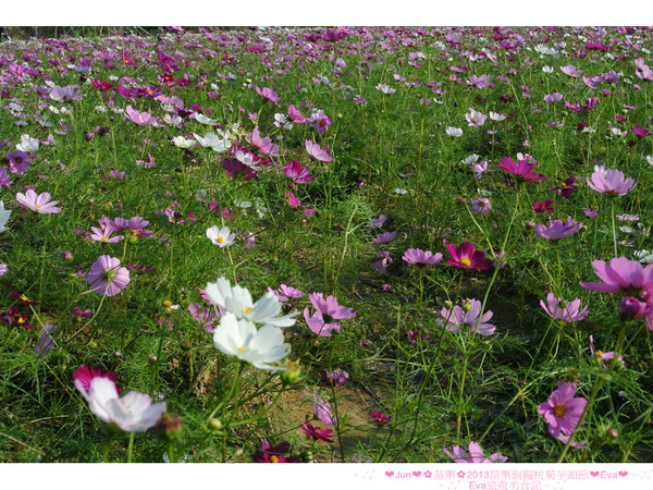 2013苗栗銅鑼杭菊季：【遊記】oO。苗栗　2013苗栗銅鑼杭菊芋頭節　平地的１１月雪，趕快趁採收前來欣賞這美麗的景象吧～。o○。