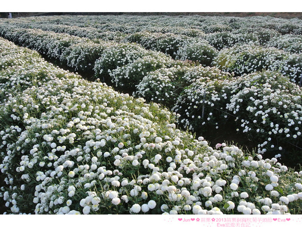 2013苗栗銅鑼杭菊季：【遊記】oO。苗栗　2013苗栗銅鑼杭菊芋頭節　平地的１１月雪，趕快趁採收前來欣賞這美麗的景象吧～。o○。