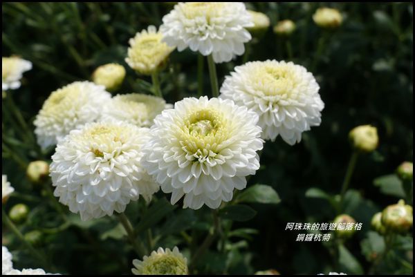 銅鑼杭菊23.JPG