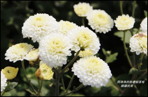 銅鑼杭菊3.JPG